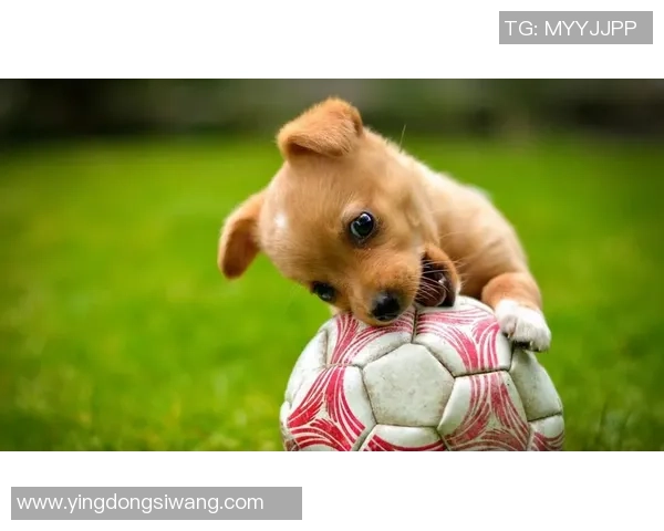 足球明星与可爱动物的欢乐时光共同享受自然的美好瞬间